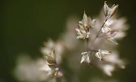 早期開花圖片