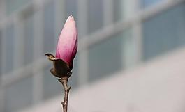 木棉花圖片