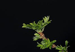 新芽圖片