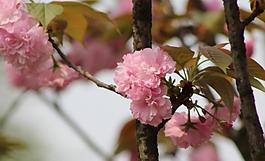 桃花圖片