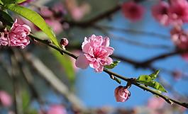 桃花綻放圖片