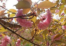 櫻花圖片