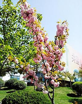 花朵圖片