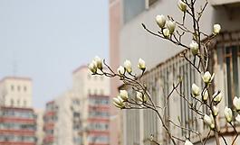 玉蘭花圖片