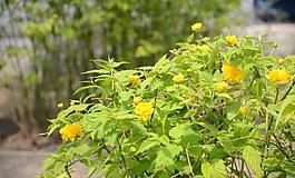 棣棠花圖片