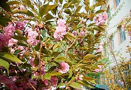 櫻花圖片