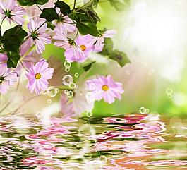 花卉背景圖片