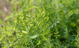 綠色植物圖片