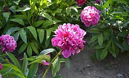 菊花圖片
