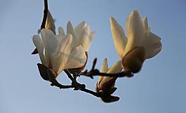 玉蘭花圖片