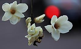 玉蘭花圖片