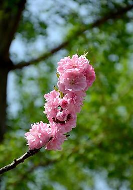 碧桃花圖片