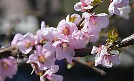 桃花圖片