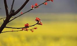 紅葉圖片