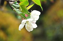 海棠花 花朵 背景圖片