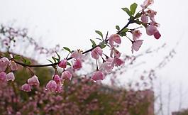 桃花圖片