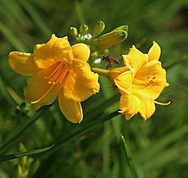 碧桃花圖片