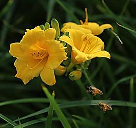 碧桃花圖片