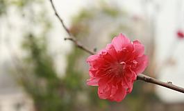 桃花圖片