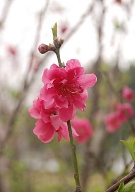碧桃花圖片