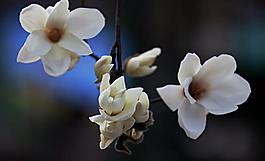 玉蘭花圖片