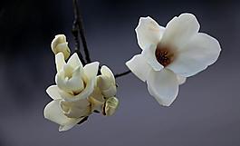 玉蘭花圖片
