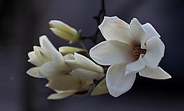 玉蘭花圖片