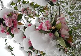 雪中海棠圖片