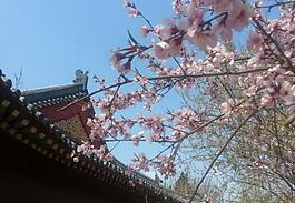 桃花圖片