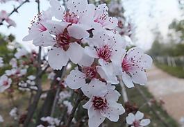 桃花圖片