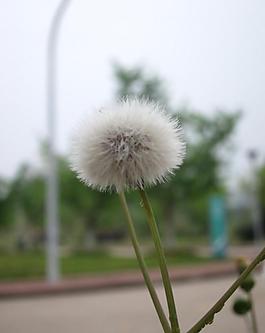 蒲公英圖片