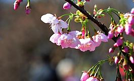 櫻花圖片