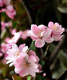 海棠花 花朵 花树图片