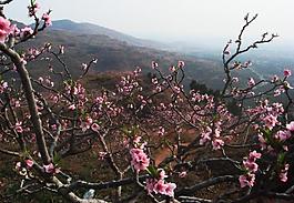 桃花樹(shù)枝圖片