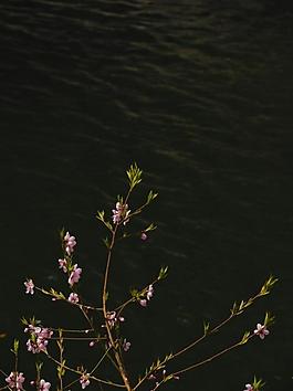 水岸桃花图片