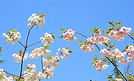 櫻花圖片