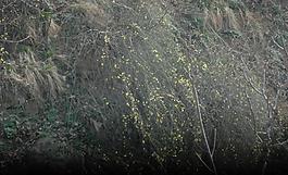 迎春花圖片