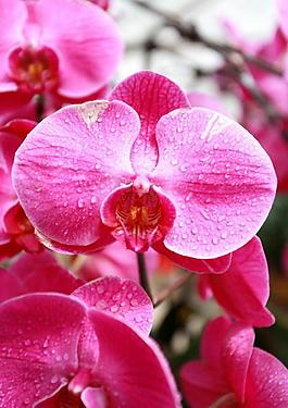 花卉圖片