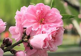 櫻花圖片