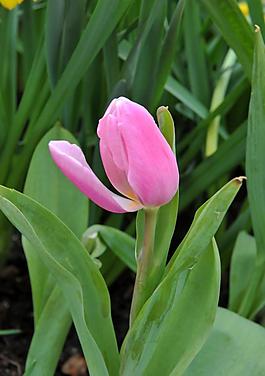 郁金香圖片
