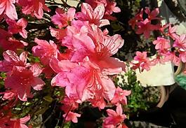 杜鵑花圖片