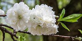 櫻花爛漫圖片