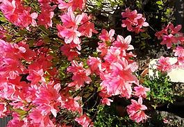 杜鵑花圖片