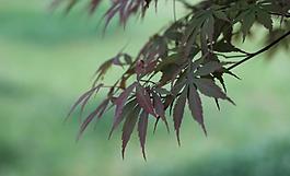 楓樹(shù)圖片