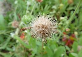 花朵圖片