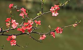 海棠花開(kāi)圖片