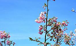 櫻花圖片