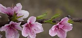 桃花圖片