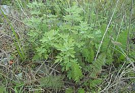 野草圖片