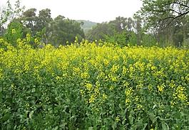 油菜花圖片